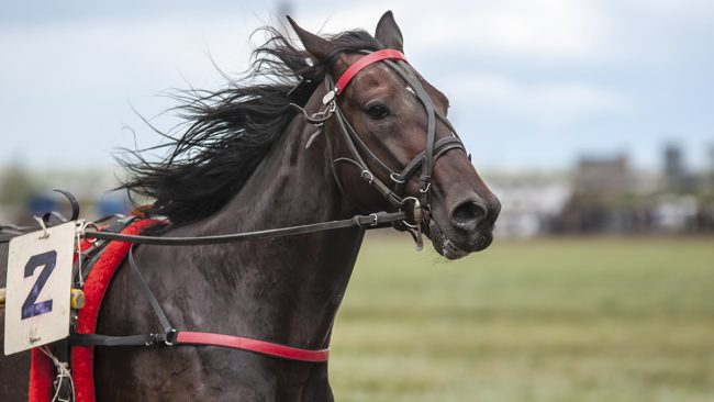 Как-325-състезателни-коня-пристигат-в-Токио-за-Олимпийски-игри